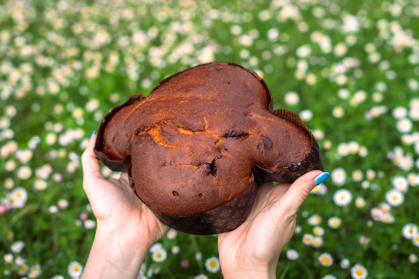 COLOMBA CLASSICA