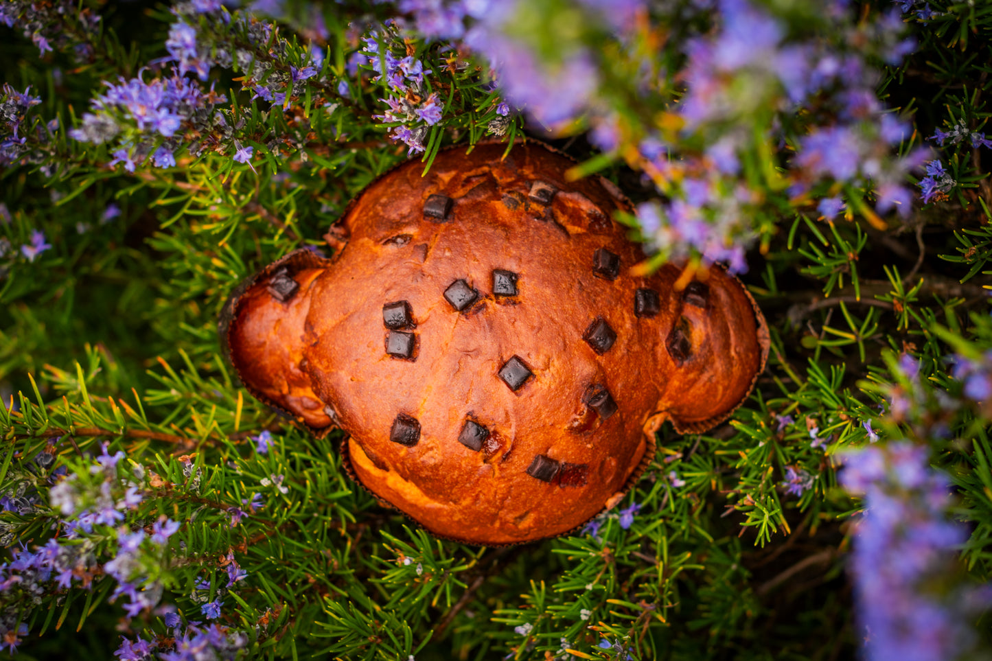 COLOMBA CIOCCO - BOSCO